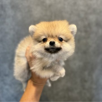 ポメラニアン【埼玉県・男の子・2025年6月11日・オレンジ】の写真「Summer Sale！　(お盆期間中)」