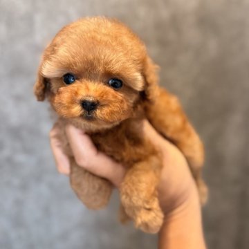 ティーカッププードル【埼玉県・女の子・2025年5月25日・レッド】の写真「クリクリの大きなお目目の可愛い女の子欲しい」