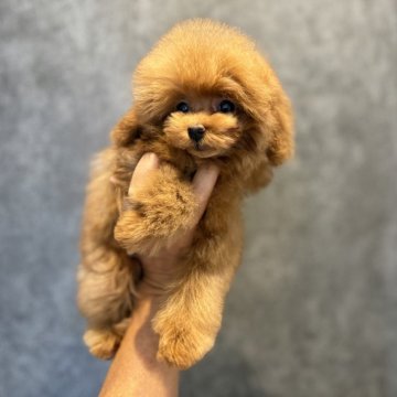 トイプードル(ティーカップ)【埼玉県・女の子・2025年5月25日・レッド】の写真「めちゃくちゃ可愛いティーカップガール☆」
