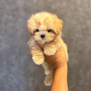 マルプー(トイプードル×マルチーズ)【埼玉県・男の子・2025年7月23日・クリーム】の写真「小さな優しいの激かわ王子様☆」