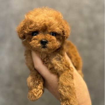 ティーカッププードル【埼玉県・女の子・2025年10月11日・レッド】の写真「激かわティーカップサイズの女の子♡」