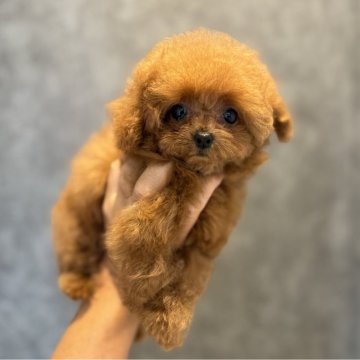 トイプードル(ティーカップ)【埼玉県・女の子・2025年6月16日・レッド】の写真「最高に可愛いマイクロサイズの女の子♡」
