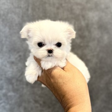 マルチーズ【埼玉県・男の子・2025年6月3日・ホワイト】の写真「ペッタンコのお鼻がチャームポイント♡」