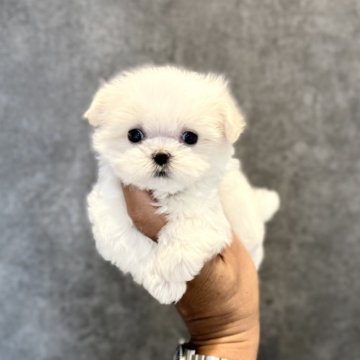 マルチーズ【埼玉県・女の子・2025年4月13日・ホワイト】の写真「大きなお目目が可愛いの♡」