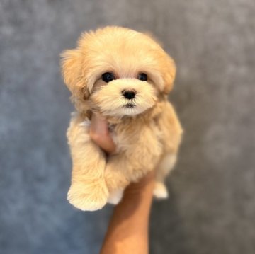 マルプー(トイプードル×マルチーズ)【埼玉県・男の子・2025年7月23日・クリーム】の写真「小さいけど元気いっぱいイケメン王子様☆」