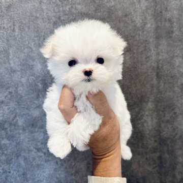 マルチーズ【埼玉県・女の子・2024年10月11日・ホワイト】の写真「大きなお目目のママにそっくりな可愛い女の子♡」