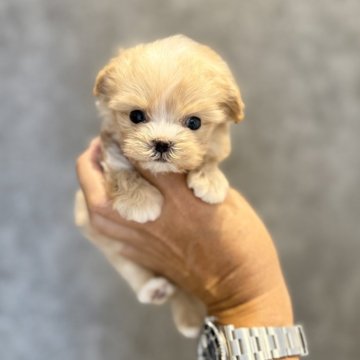 マルプー(トイプードル×マルチーズ)【埼玉県・男の子・2025年7月23日・クリーム】の写真「小さな優しいの激かわ王子様♡」