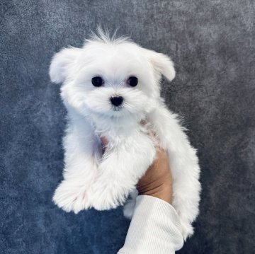 マルチーズ【埼玉県・男の子・2024年9月24日・ホワイト】の写真「両親共にチャンピオン直子の超良血のお坊っちゃま♡」