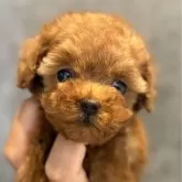 ティーカッププードル