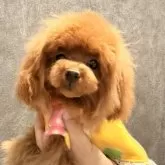 ティーカッププードル