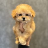 トイプードル(ティーカップ)