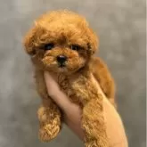 ティーカッププードル