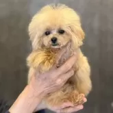 ティーカッププードル