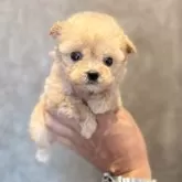 ティーカッププードル