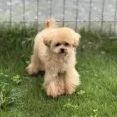 ティーカッププードル