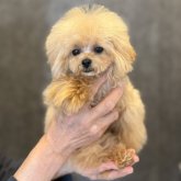 トイプードル(ティーカップ)