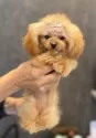 ティーカッププードル【埼玉県・女の子・2025年5月25日・アプリコット】の写真5