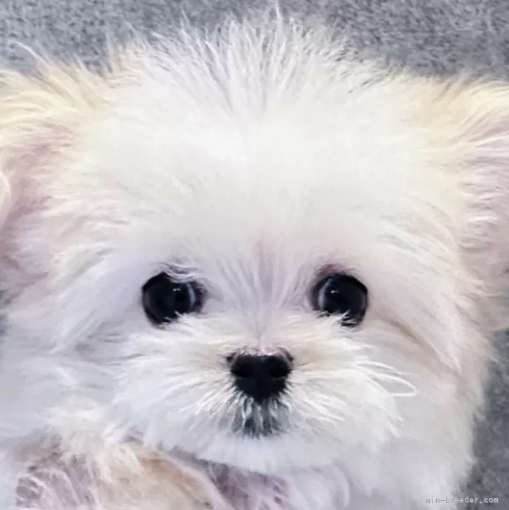 ID：2408-05448の子犬