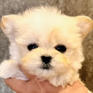 マルプー (ティーカッププードル×ティーカップマルチーズ)【埼玉県 ..., 画像サイズ:360x360