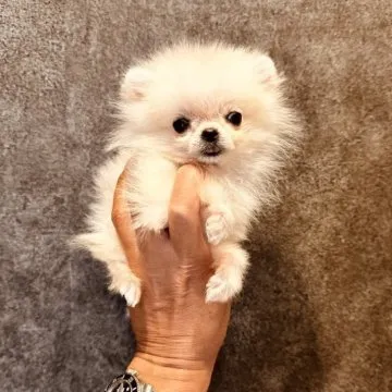 ポメラニアン マイドッグリング 9号 SV925 *新品 ポメラニアン マイドッグリング 9号 SV925 *新品 ポメラニアン