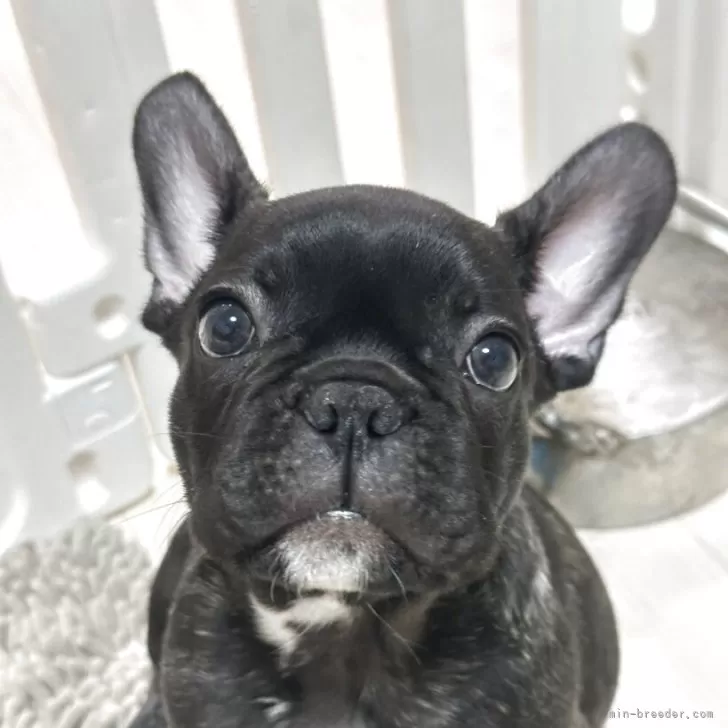 しらい 様のお迎えした子犬