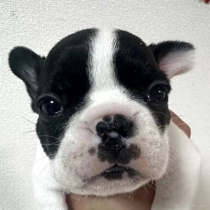 ID：2512-00425の子犬