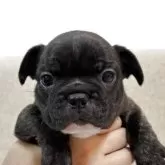 フレンチブルドッグ