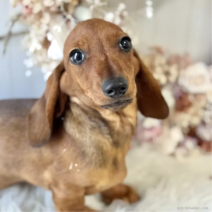 ID:2504-05427の子犬