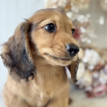 ミニチュアダックスフンド(ロング)【埼玉県・男の子・2025年5月12日・レッド】の写真「両親JKCチャンピオン👑PRAクリア」