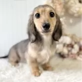 カニンヘンダックスフンド(ロング)【埼玉県・女の子・2025年7月23日・シェーデッドイエロー】の写真2