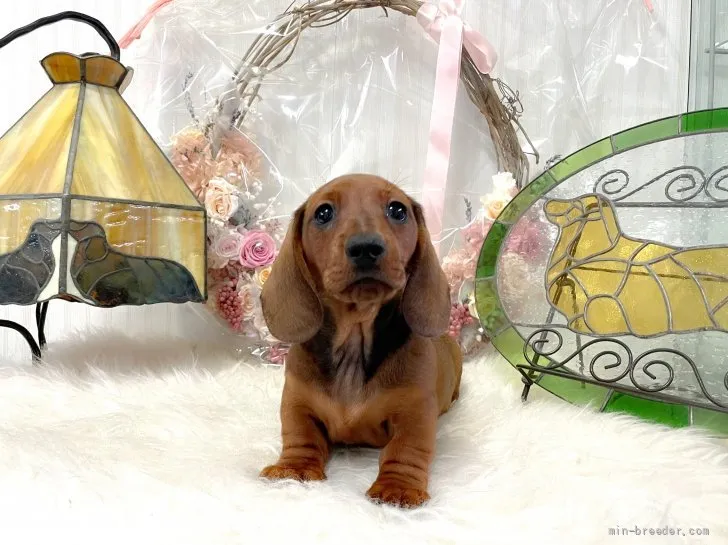 ID：2205-01682の子犬