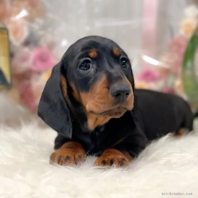 ID：2205-01683の子犬