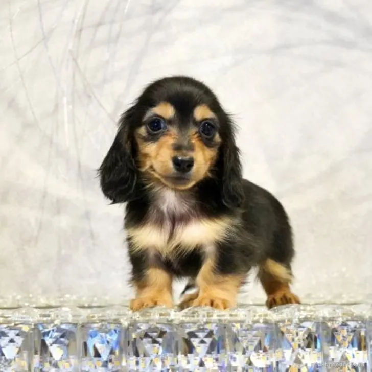 ID:2212-03513の子犬