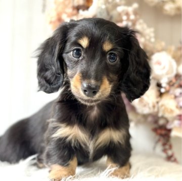 カニンヘンダックスフンド(ロング)【埼玉県・女の子・2024年1月27日・ブラックイエロー】の写真「小さい明るい女の子♡」