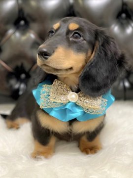 ミニチュアダックスフンド(ロング)【埼玉県・男の子・2021年7月28日・ブラック&タン】の写真「父 オーストラリアチャンピオン
優良血統」