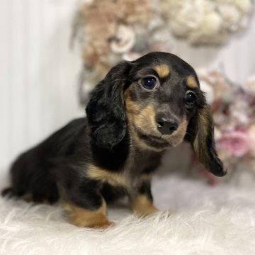 カニンヘンダックスフンド(ロング)【埼玉県・男の子・2023年9月20日・ブラック&タン】の写真「英国タイプ優秀血統♡」