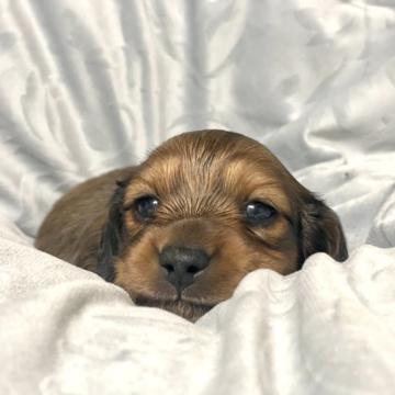 ミニチュアダックスフンド(ロング)【埼玉県・男の子・2022年10月16日・レッド】の写真「両親JKCチャンピオン、PRAクリア」