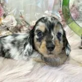 ミニチュアダックスフンド(ロング)【埼玉県・男の子・2022年7月14日・シルバーダップル】の写真1