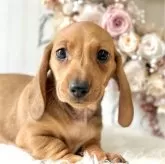 ミニチュアダックスフンド(スムース)【埼玉県・男の子・2024年1月25日・レッド】の写真1