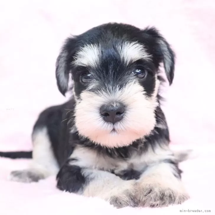 ID：2507-03720の子犬