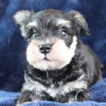 ミニチュアシュナウザー【愛知県・男の子・2024年12月4日・ブラック・シルバー】の写真「人大好き元気っ子✨
派手な色合い🩵」