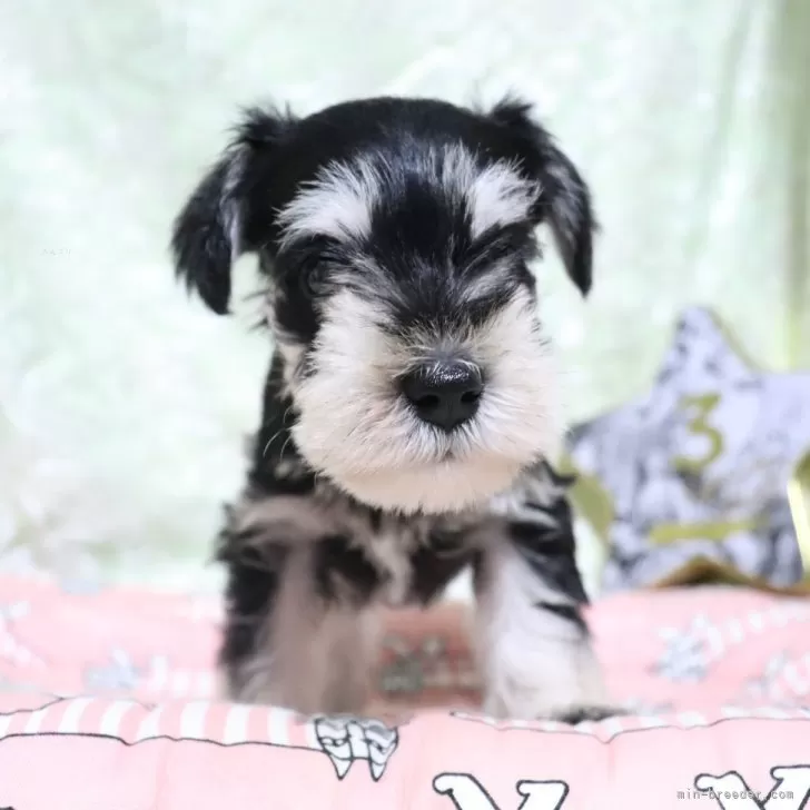 ID：2405-00529の子犬