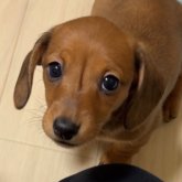 ミニチュアダックスフンド(スムース)