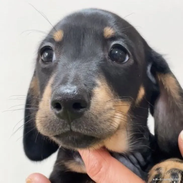 ID:2302-01283の子犬