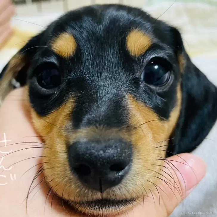 ID:2402-04789の子犬
