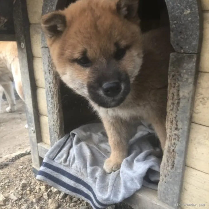 ID:2311-02168の子犬