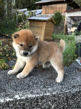 柴犬(標準サイズ)【愛媛県・女の子・2022年2月23日・赤】の写真「とっても元気で　美人！！」