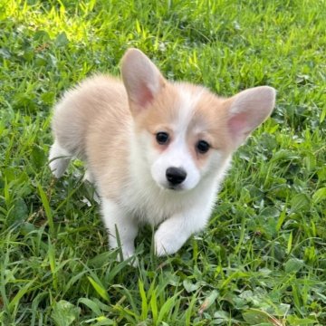 ウェルシュ・コーギー・ペンブローク【静岡県・女の子・2025年6月10日・レッド&ホワイト】の写真「兄妹の中１匹だけの女の子💖」