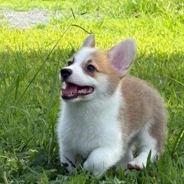 ウェルシュ・コーギー・ペンブローク【静岡県・男の子・2025年5月25日・レッド&ホワイト】の写真「💖イケメン❣目鼻立ちの綺麗な仔💖」