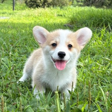 ウェルシュ・コーギー・ペンブローク【静岡県・男の子・2025年6月10日・レッドアンドホワイト】の写真「とても賢い子✨️話を聞ける子優しい✨」